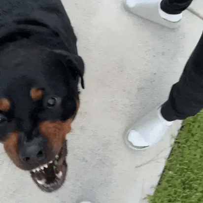 BarkButton